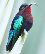 Purple-throated Carib