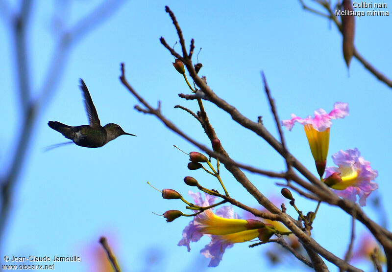 Vervain Hummingbird, Flight