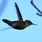 Colibri nain