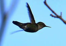 Colibri nain