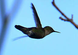 Vervain Hummingbird