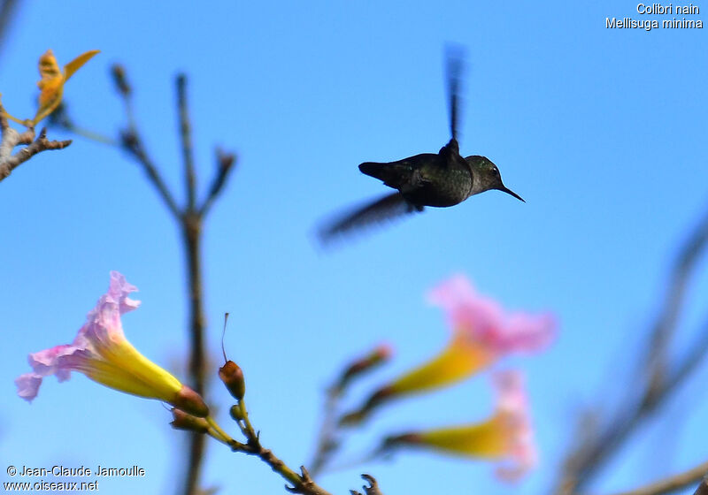 Vervain Hummingbird, Flight
