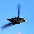 Colibri nain