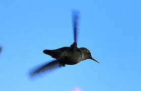 Vervain Hummingbird