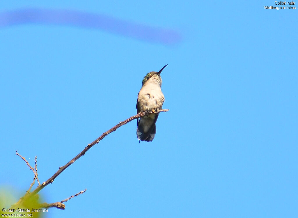 Vervain Hummingbird