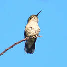 Colibri nain