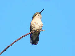 Vervain Hummingbird