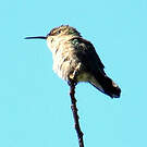 Colibri nain