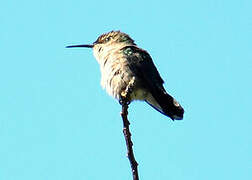 Vervain Hummingbird