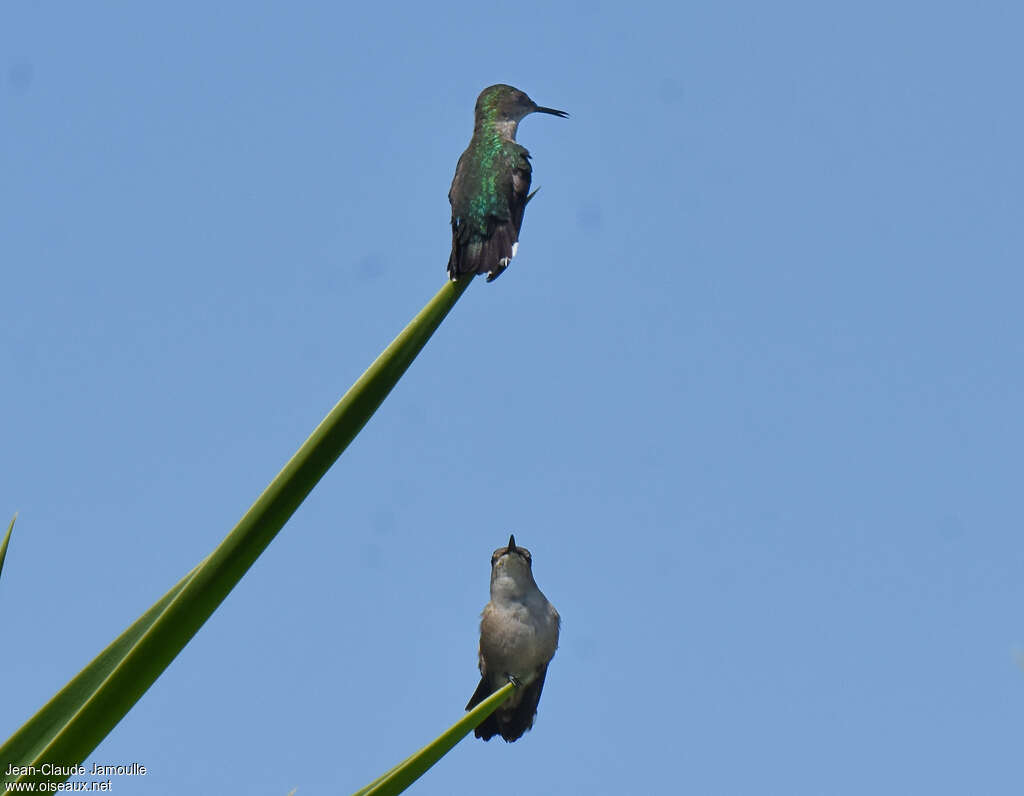 Vervain Hummingbird