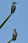 Vervain Hummingbird