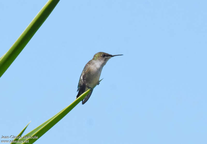 Vervain Hummingbird female adult, identification
