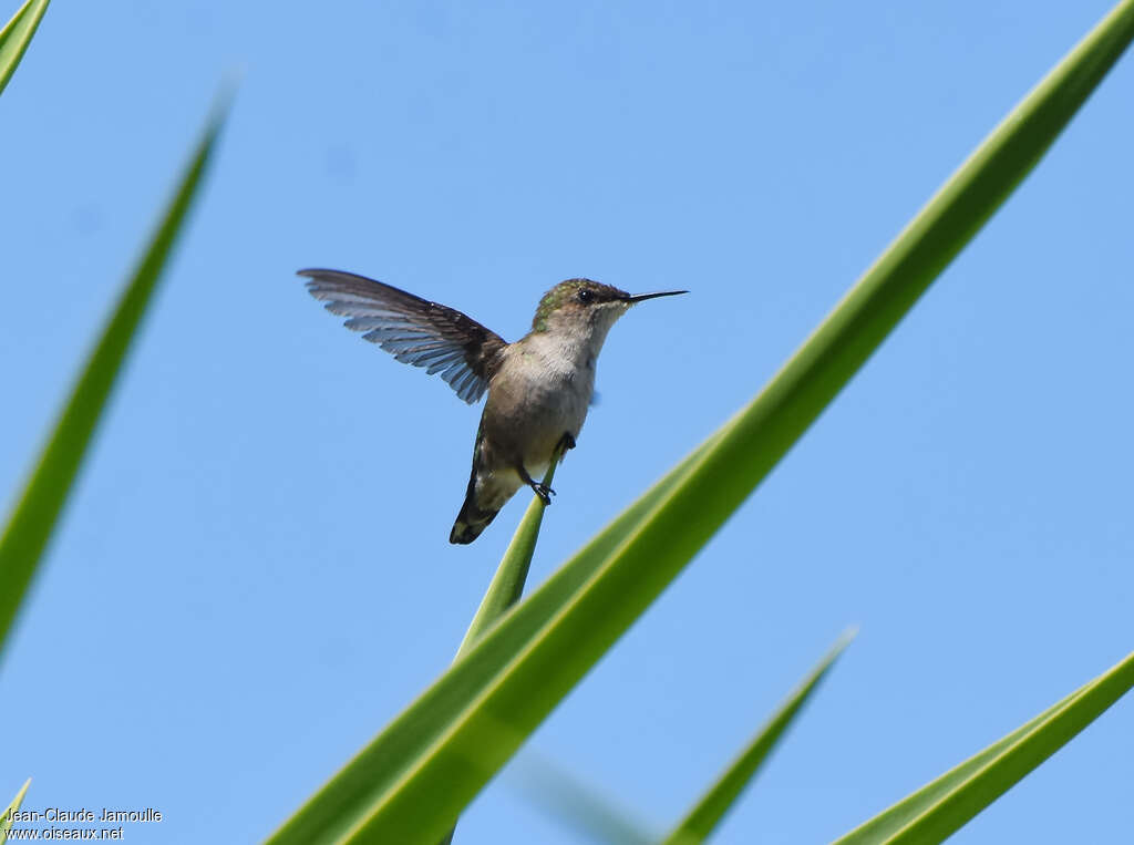 Vervain Hummingbird female adult, pigmentation