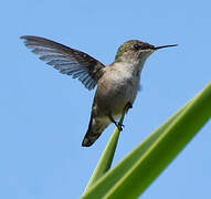 Vervain Hummingbird