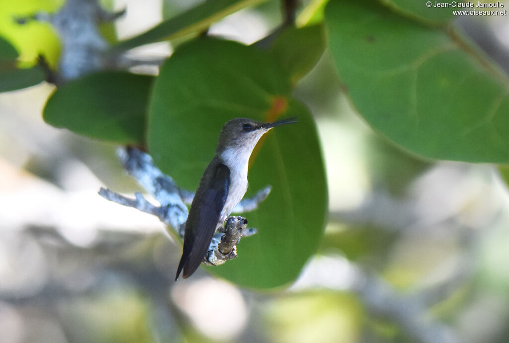 Vervain Hummingbird