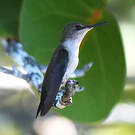 Colibri nain