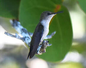 Colibri nain