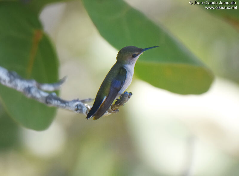 Colibri nain femelle adulte, identification
