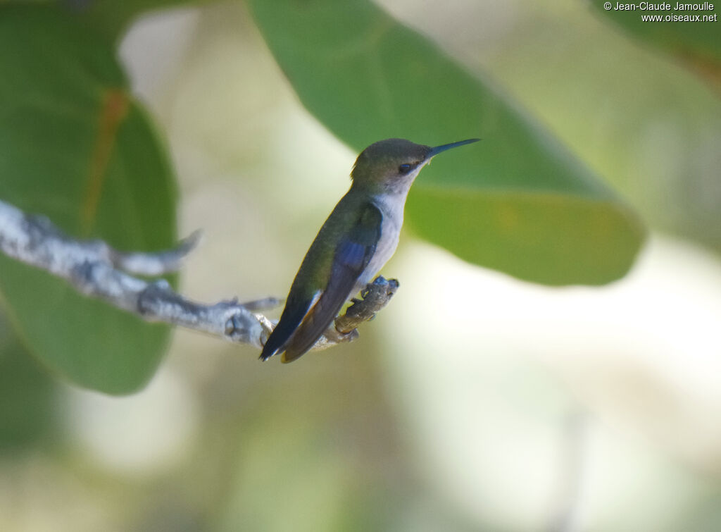 Vervain Hummingbird female adult, identification