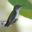 Colibri nain