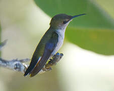 Vervain Hummingbird