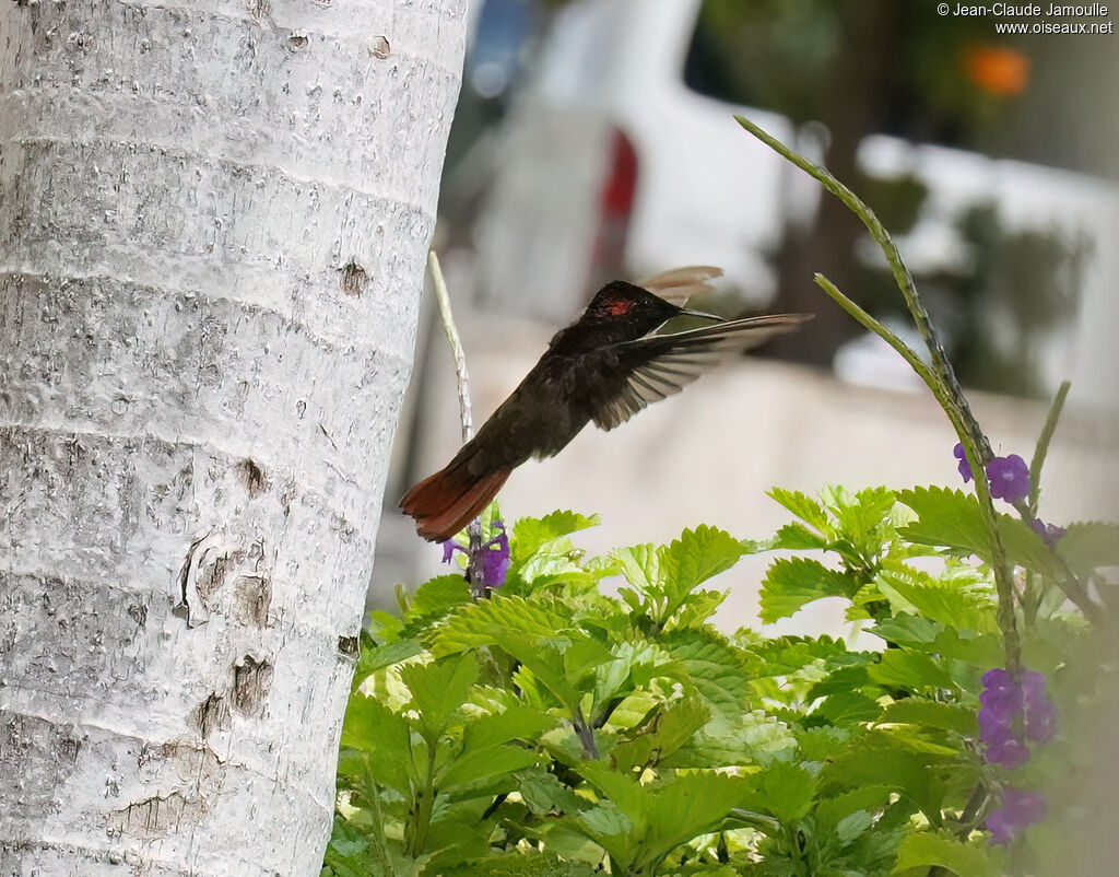 Colibri rubis-topaze