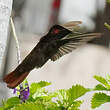 Colibri rubis-topaze