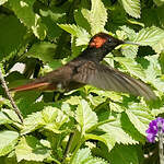 Colibri rubis-topaze