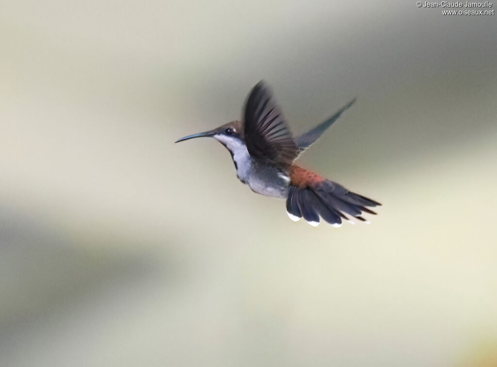 Colibri rubis-topaze femelle adulte