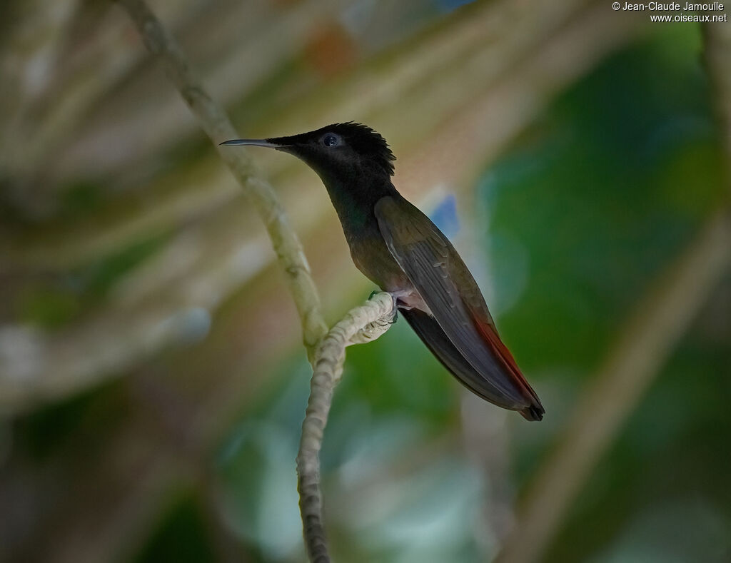 Colibri rubis-topaze mâle, adulte