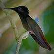 Colibri rubis-topaze