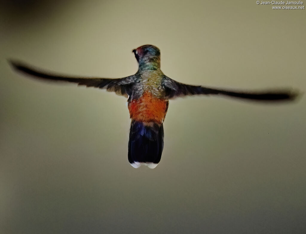 Colibri rubis-topaze