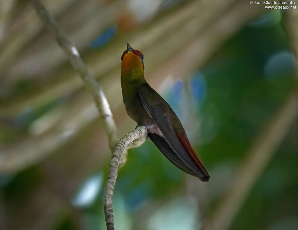 Colibri rubis-topaze mâle, adulte
