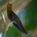 Colibri rubis-topaze