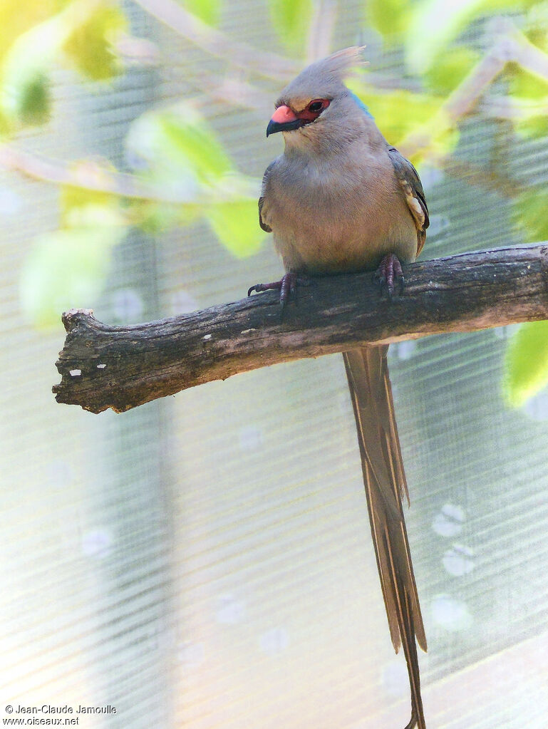 Blue-naped Mousebird