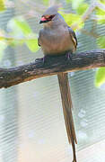 Blue-naped Mousebird