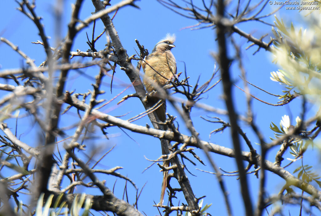 Speckled Mousebird