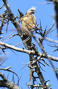 Speckled Mousebird