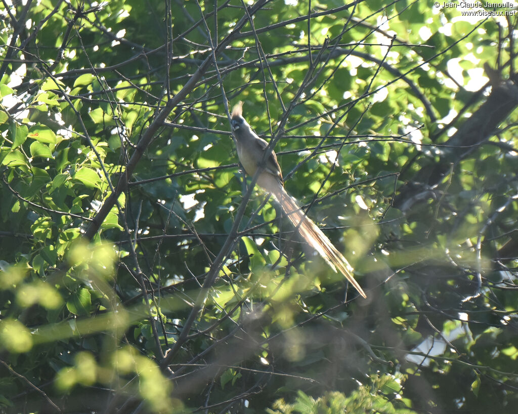 Speckled Mousebird