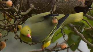 African Green Pigeon