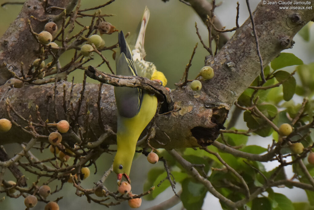 African Green Pigeon