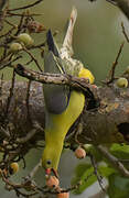 African Green Pigeon