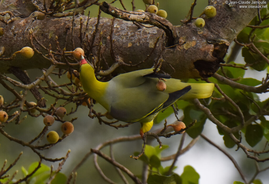 African Green Pigeon