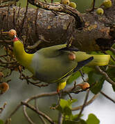 African Green Pigeon