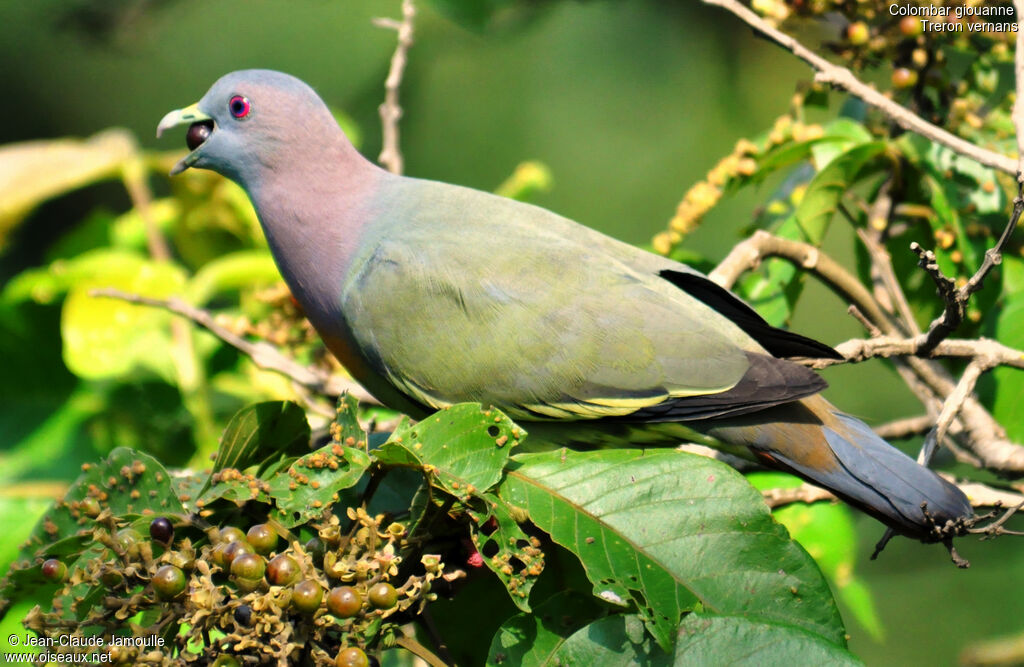 Pink-necked Green Pigeon male adult, feeding habits