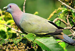 Pink-necked Green Pigeon