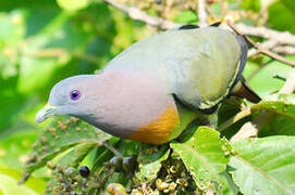 Pink-necked Green Pigeon