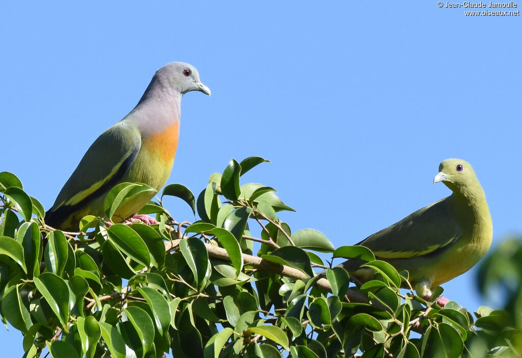 Pink-necked Green Pigeonadult