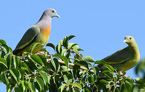 Pink-necked Green Pigeon