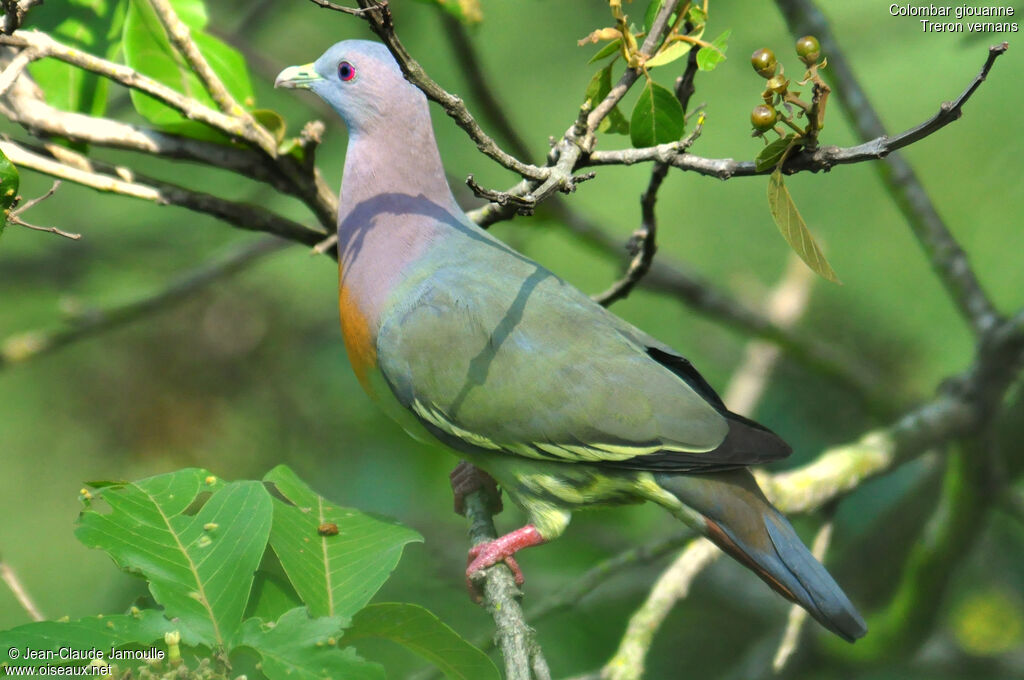 Pink-necked Green Pigeon male adult, identification